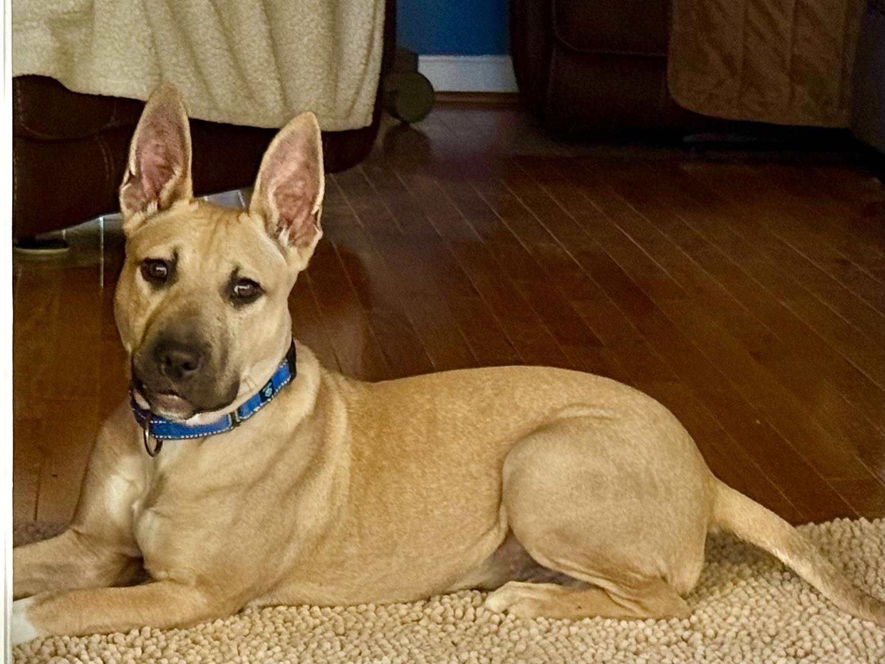 Lennon (John) , ADOPTABLE, Young Male Terrier.