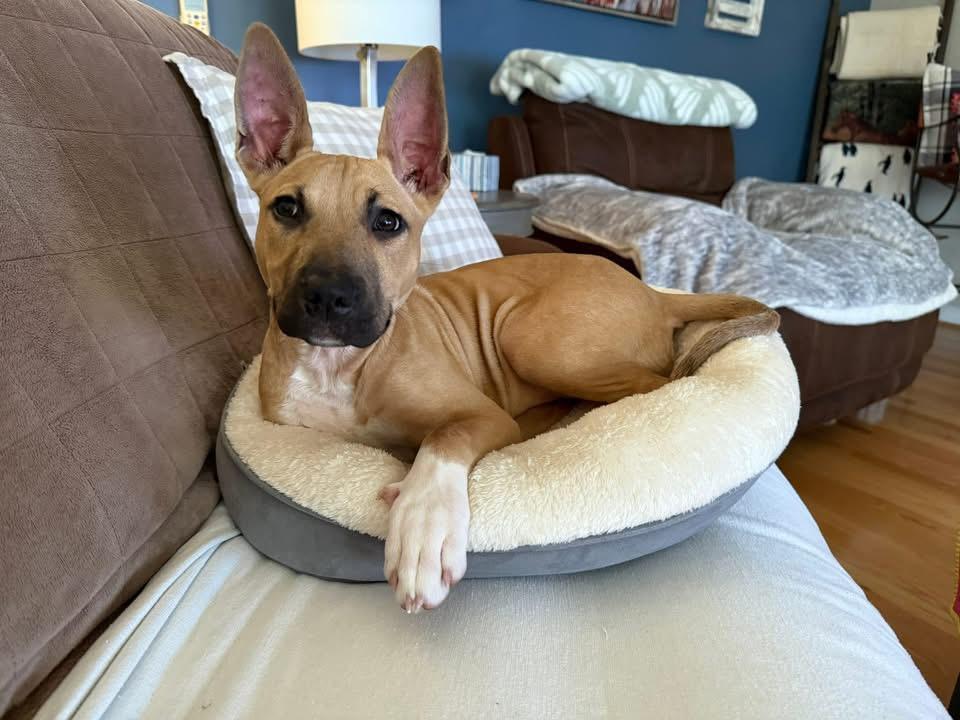 Enlarge Lennon (John) , a ADOPTABLE mixed breed in Monroe, NC image 4/6