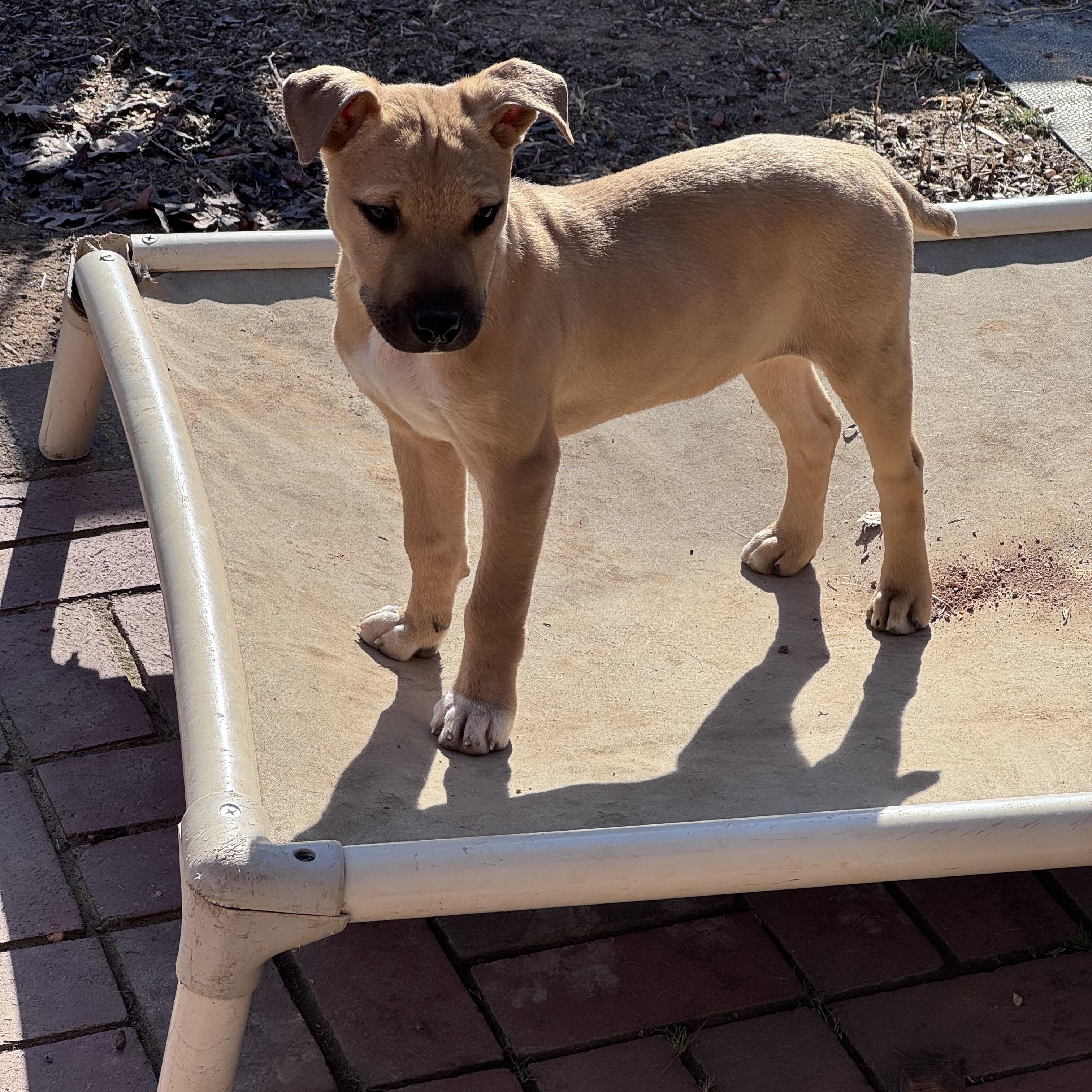 Enlarge Lennon (John) , a ADOPTABLE mixed breed in Monroe, NC image 6/6