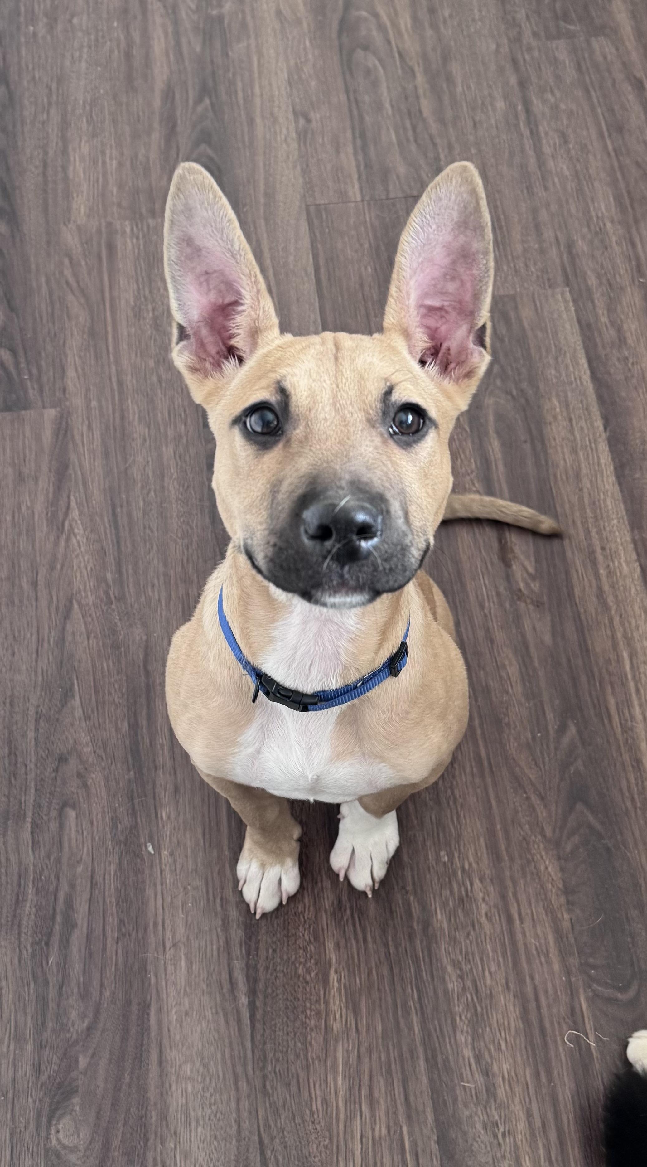 Enlarge Lennon (John) , a ADOPTABLE mixed breed in Monroe, NC image 5/6