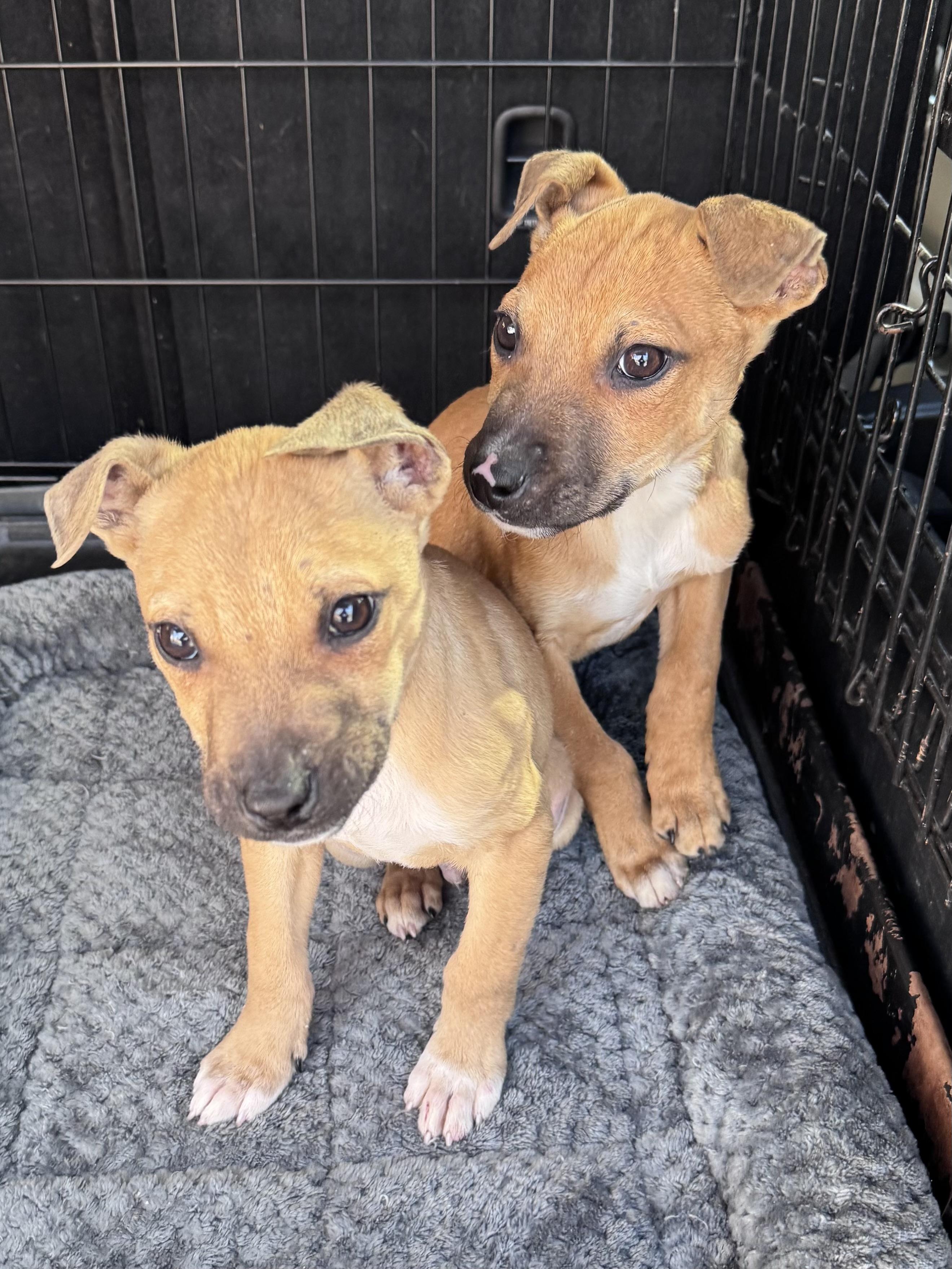 Enlarge Jimi (Hendrix), Lennon (John) Mick (Jagger), a ADOPTABLE mixed breed in Monroe, NC image 5/5