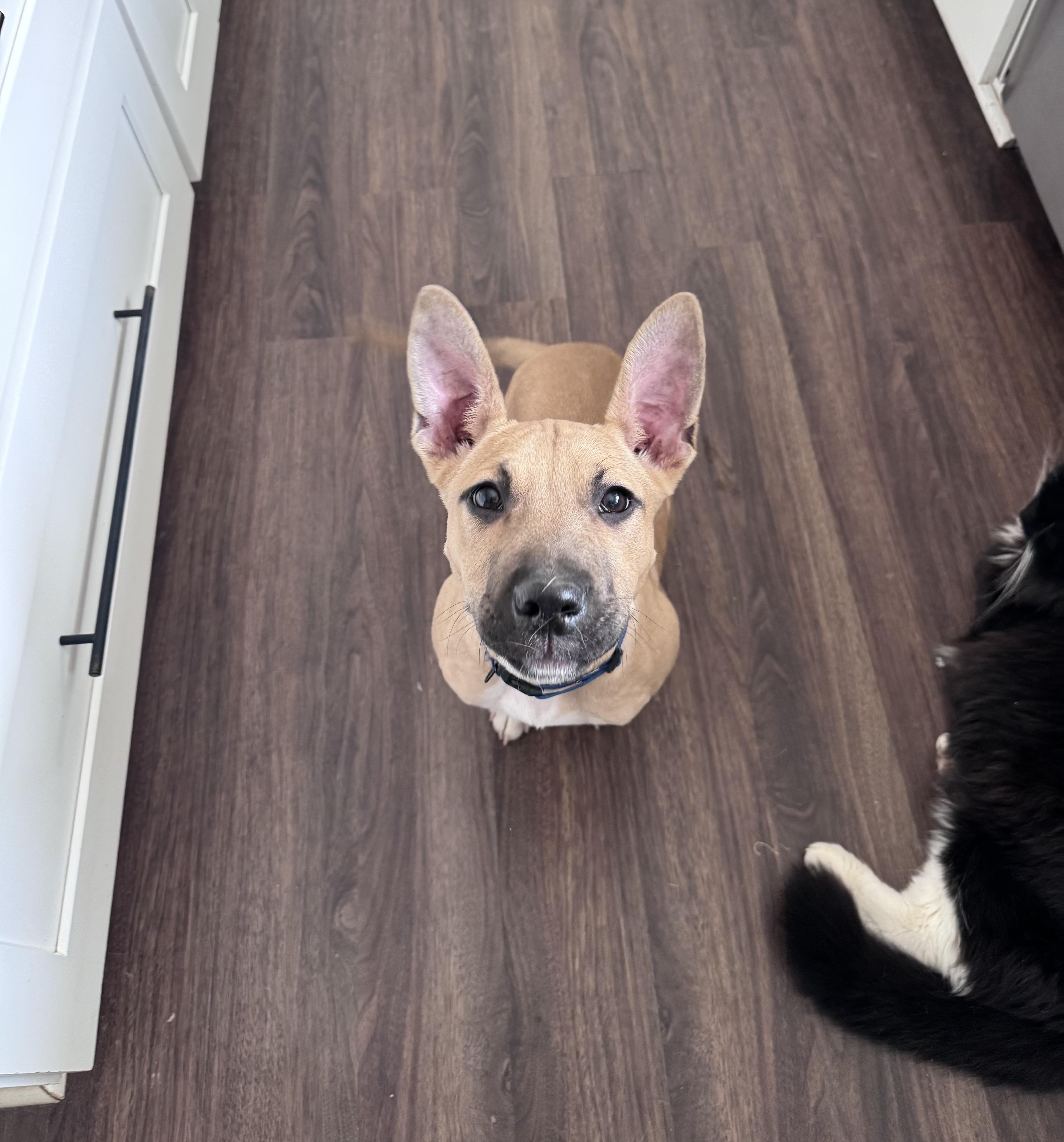 Enlarge Lennon (John) , a ADOPTABLE mixed breed in Monroe, NC image 1/6