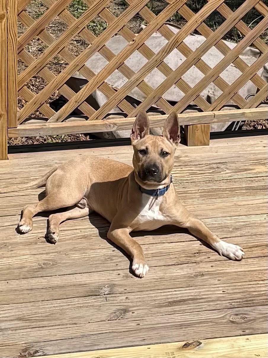 Enlarge Lennon (John) , a ADOPTABLE mixed breed in Monroe, NC image 6/6