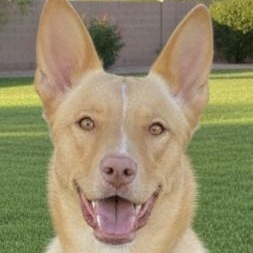 Shauna, ADOPTABLE, Young Female Australian Kelpie.