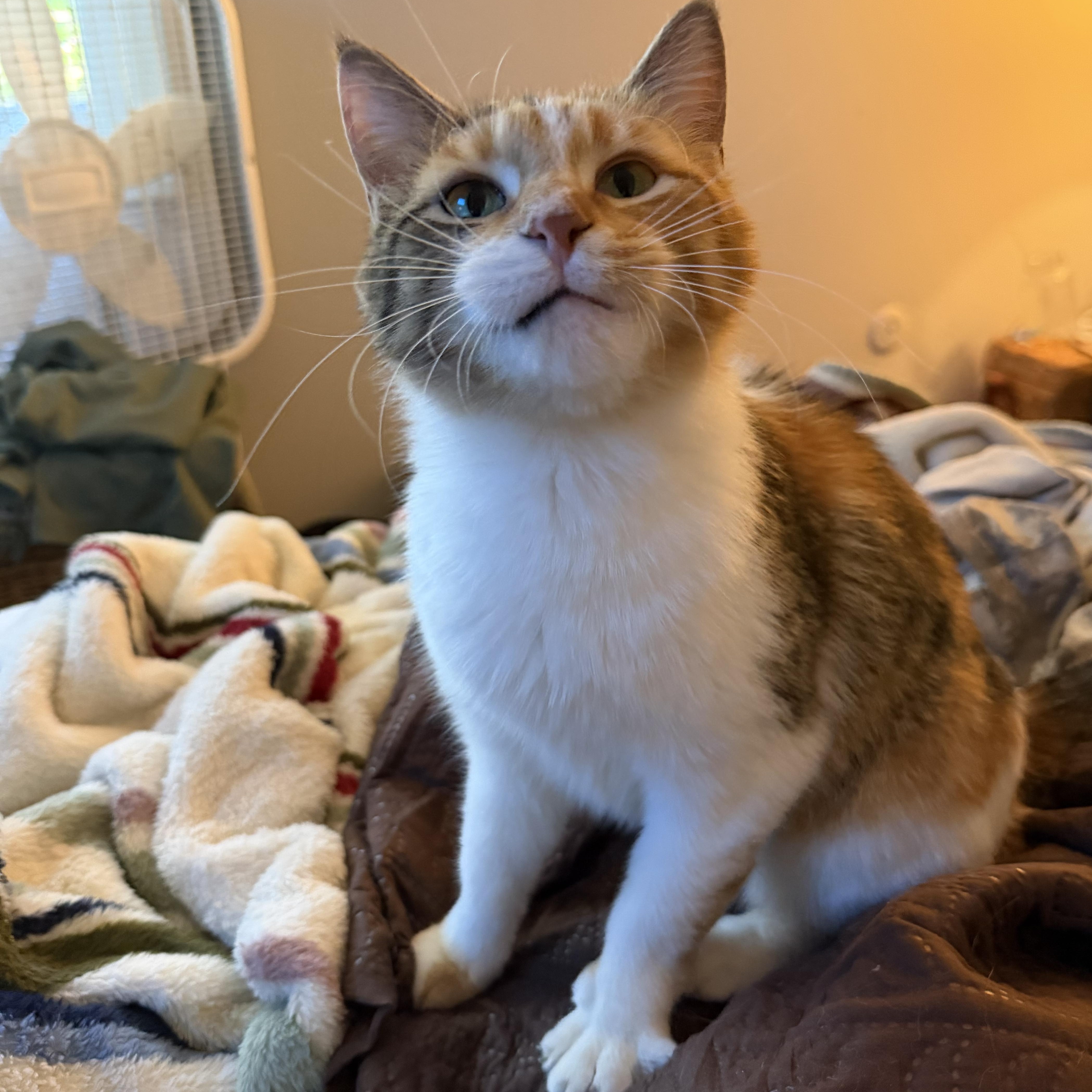 Meadow, ADOPTABLE, Young Female Domestic Short Hair.