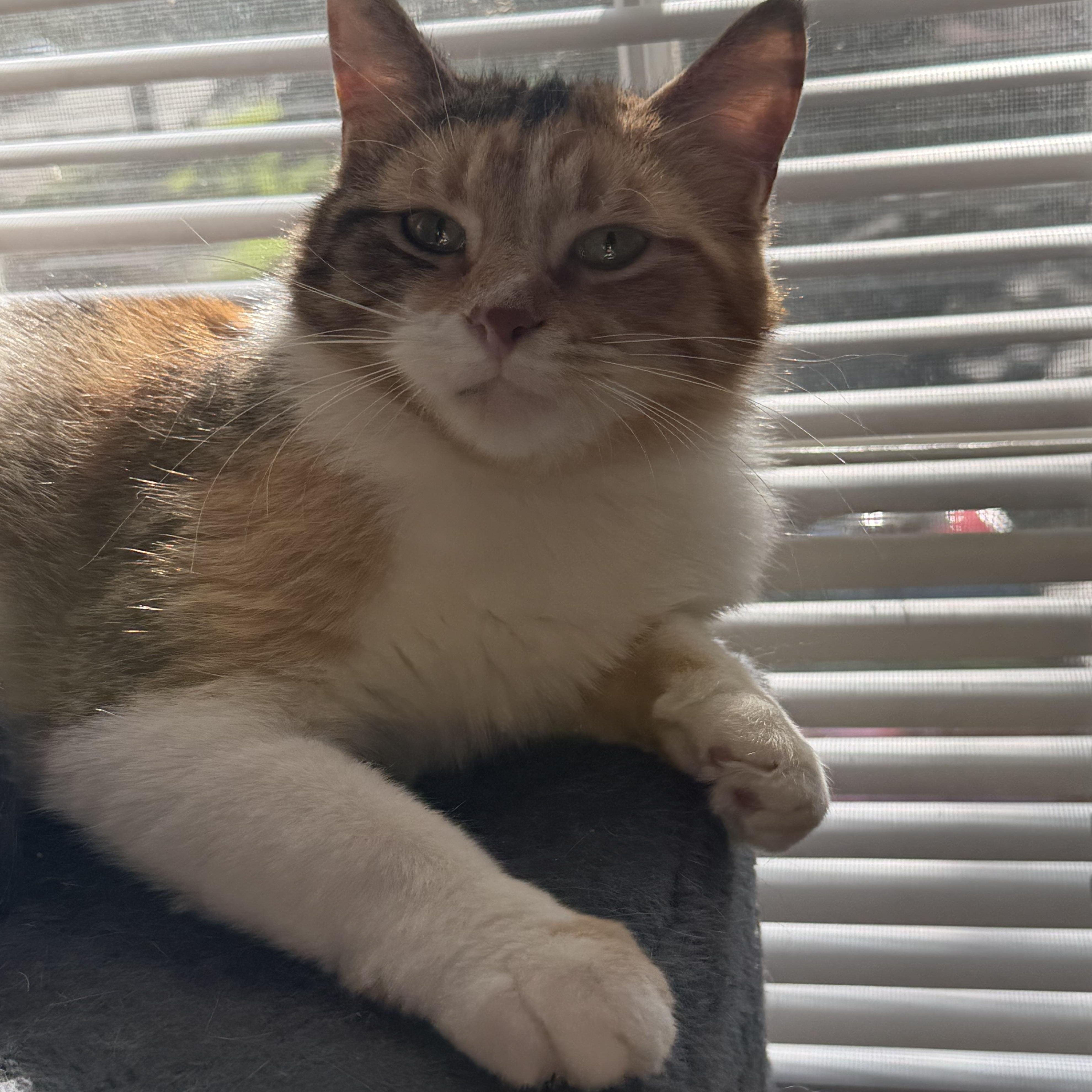 Enlarge Meadow, a ADOPTABLE Domestic Short Hair in Toledo, OH image 3/5