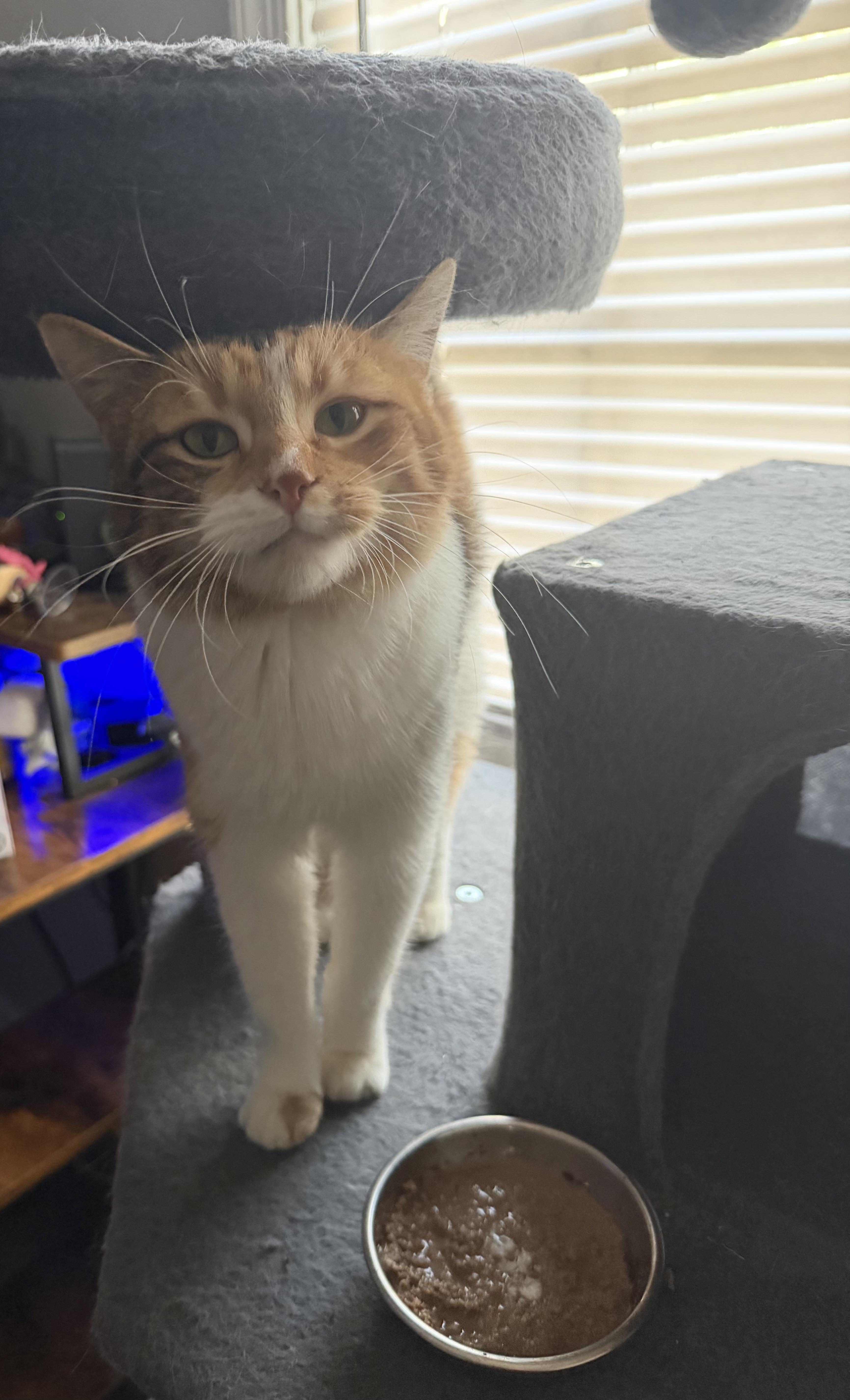 Enlarge Meadow, a ADOPTABLE Domestic Short Hair in Toledo, OH image 2/3