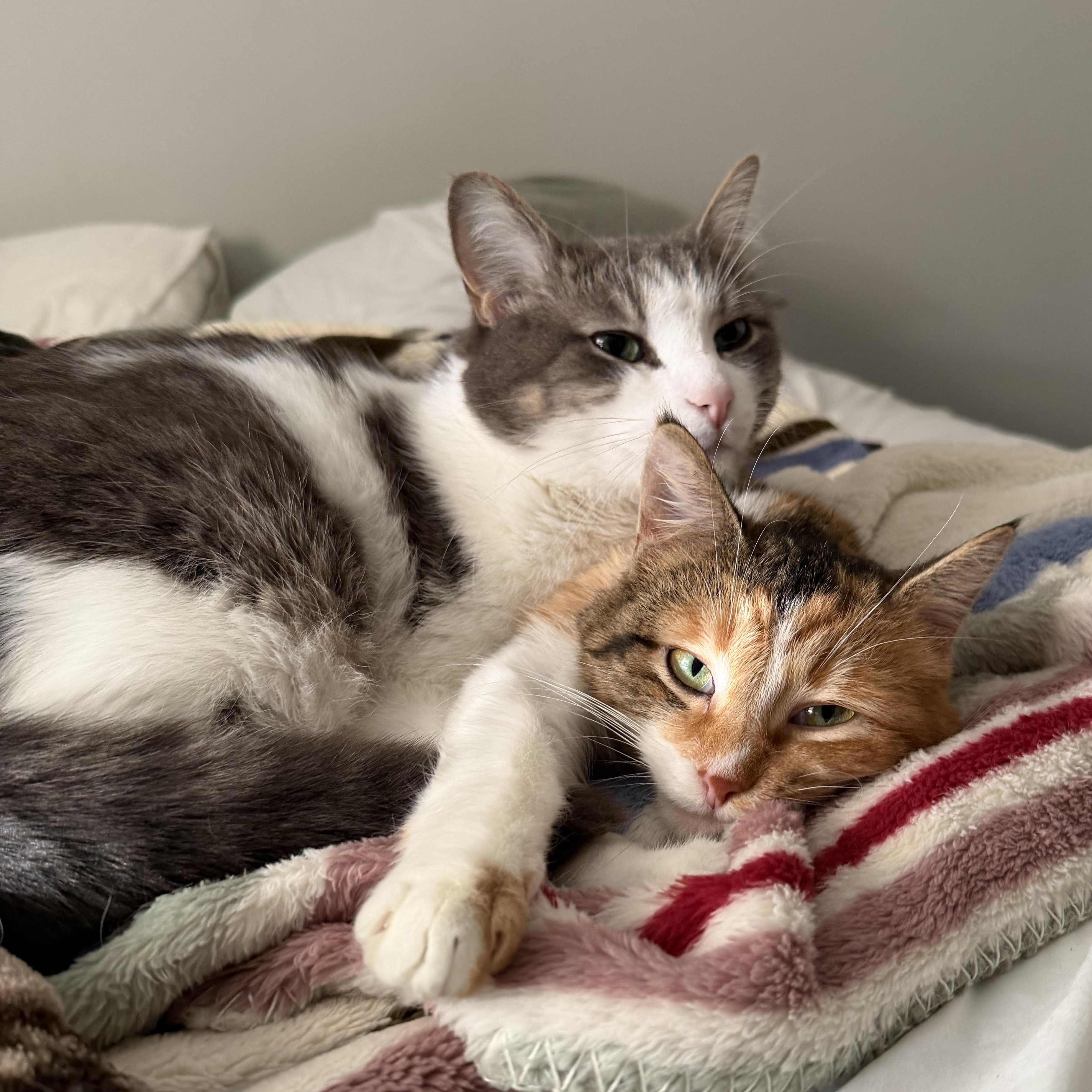 Enlarge Meadow, a ADOPTABLE Domestic Short Hair in Toledo, OH image 1/3