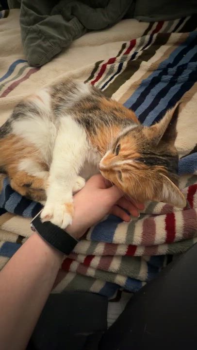 Enlarge Meadow, a ADOPTABLE Domestic Short Hair in Toledo, OH video 3/3