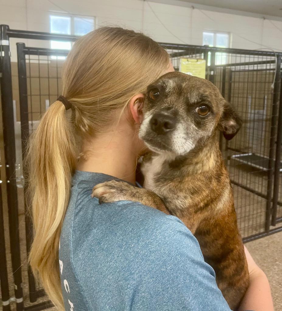 Penny, Adoptable, Adult Female Terrier.