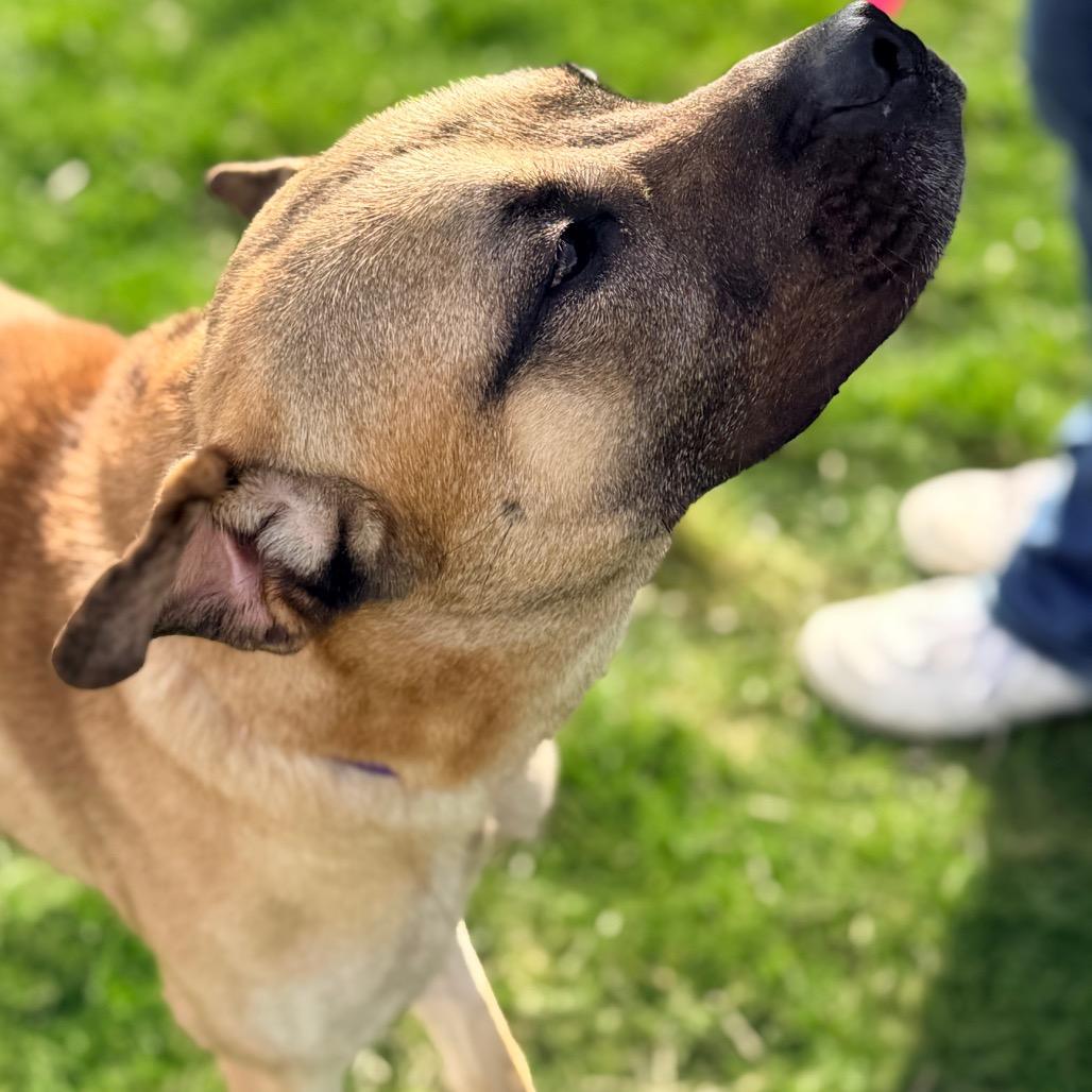 George, Adoptable, Adult Male Black Mouth Cur & Shar-Pei.