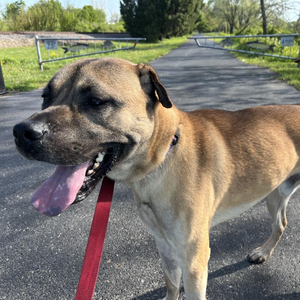 Enlarge George, a Adoptable mixed breed in Champaign, IL image 2/6