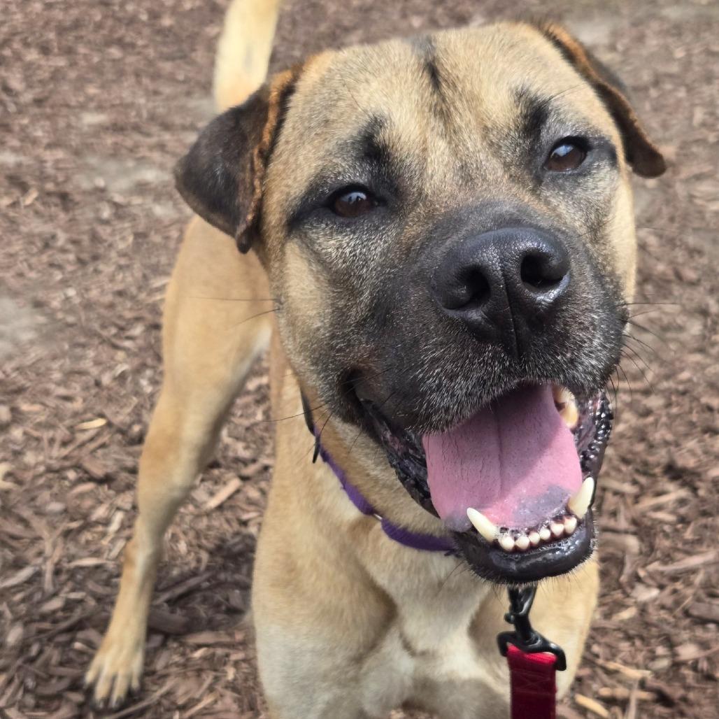 Enlarge George, a Adoptable mixed breed in Champaign, IL image 3/6