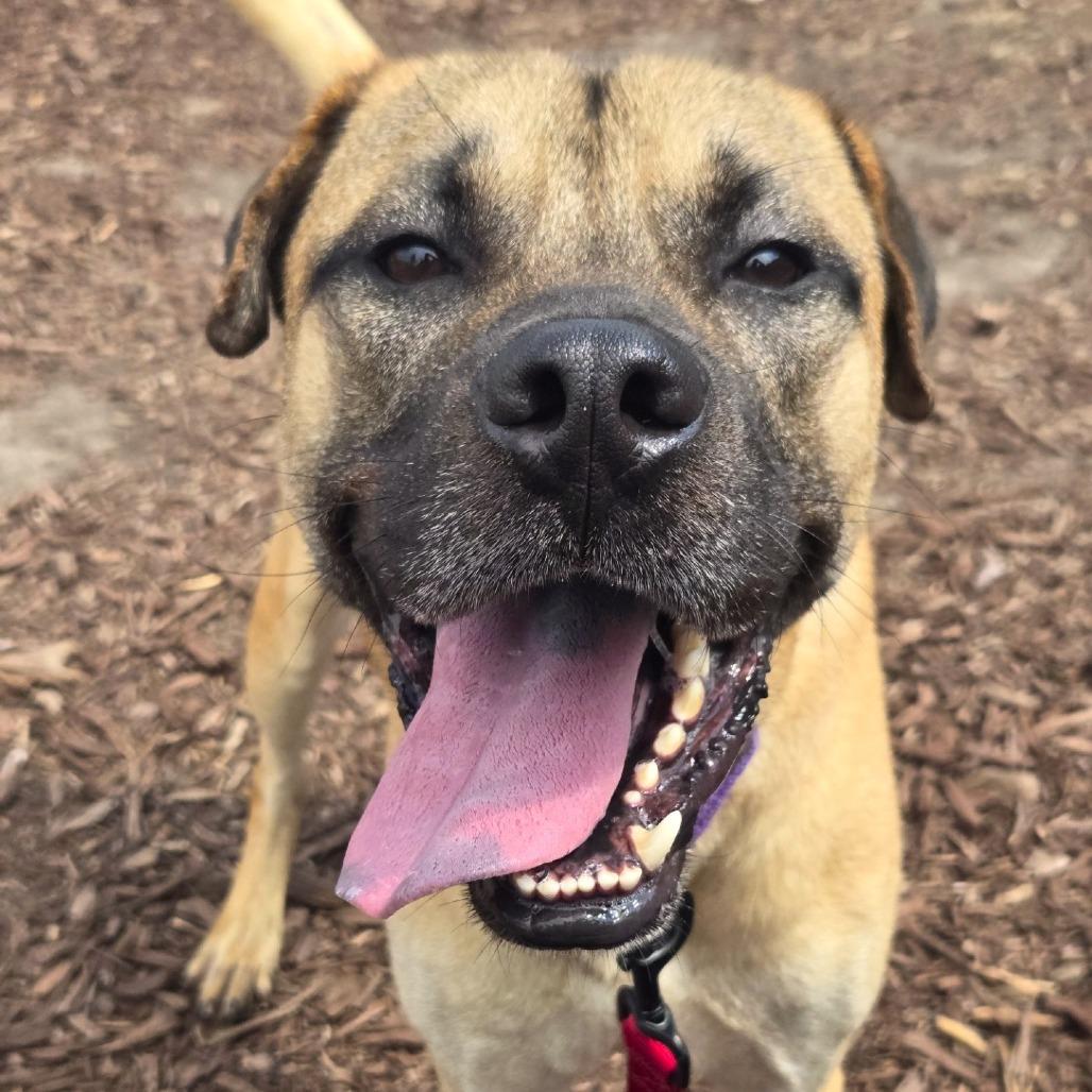 Enlarge George, a Adoptable mixed breed in Champaign, IL image 4/6