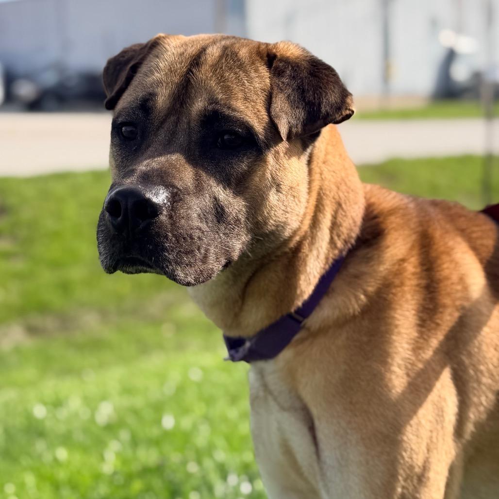 Enlarge George, a Adoptable mixed breed in Champaign, IL image 5/6