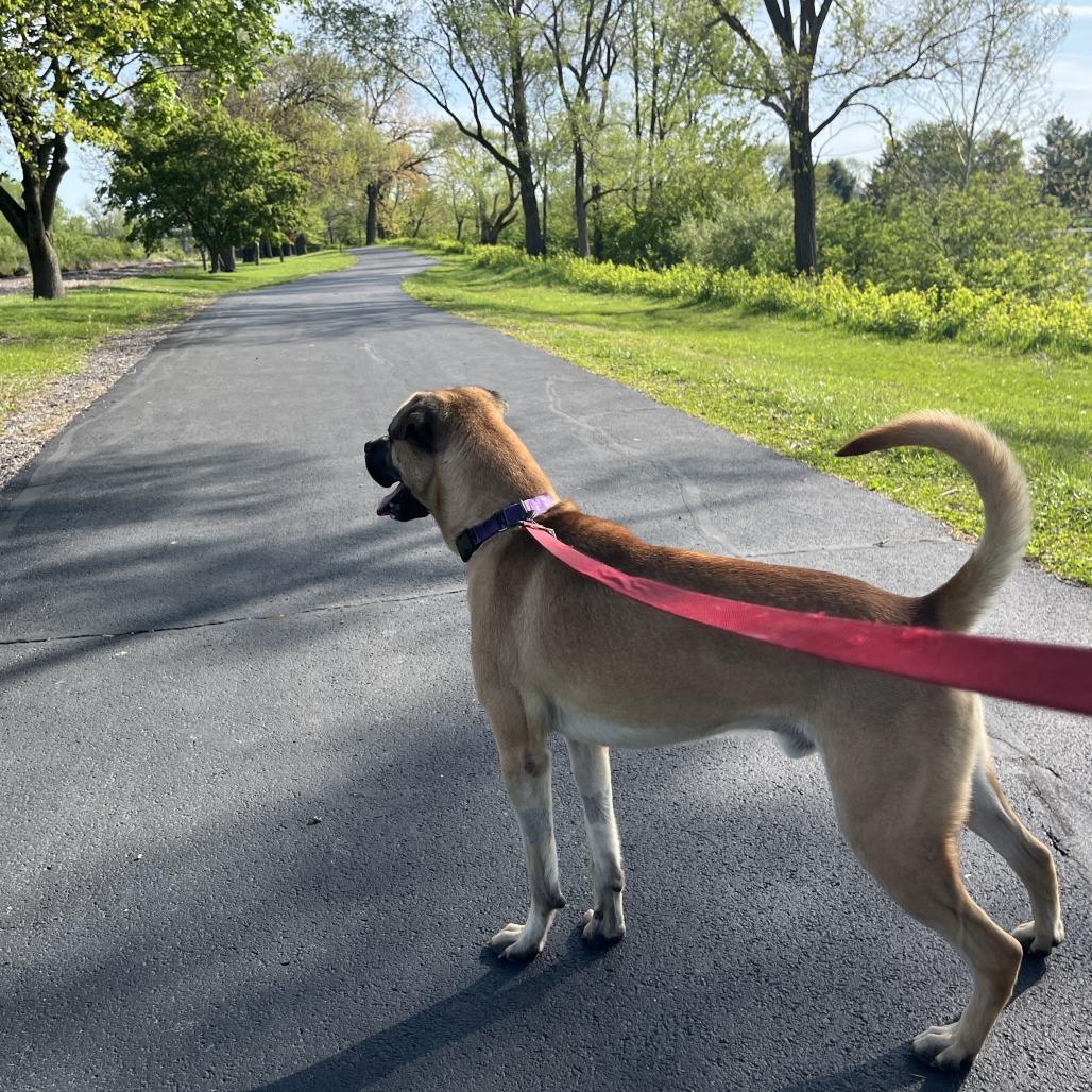 Enlarge George, a Adoptable mixed breed in Champaign, IL image 6/6