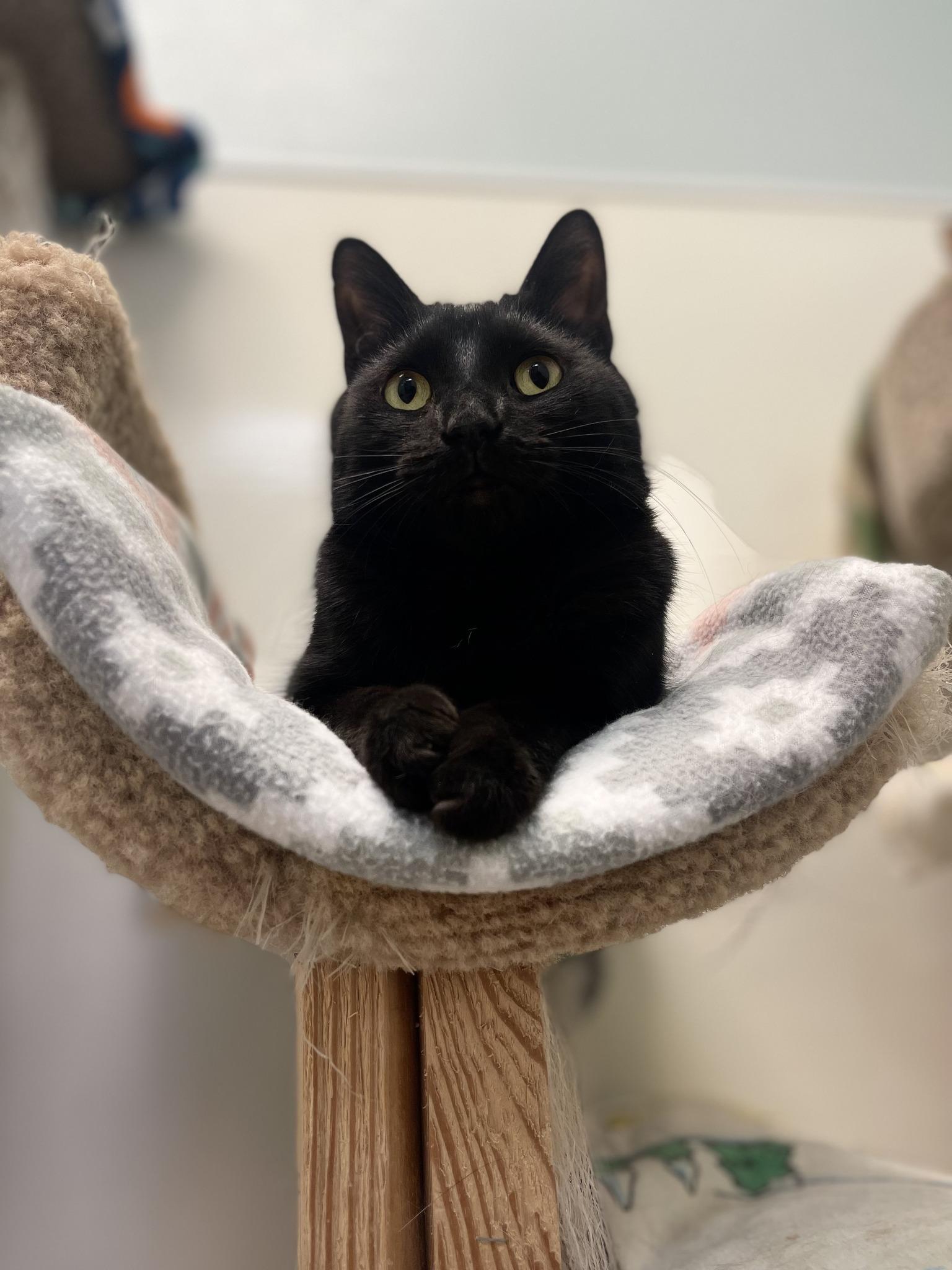 Mogli, Adult Male Domestic Short Hair