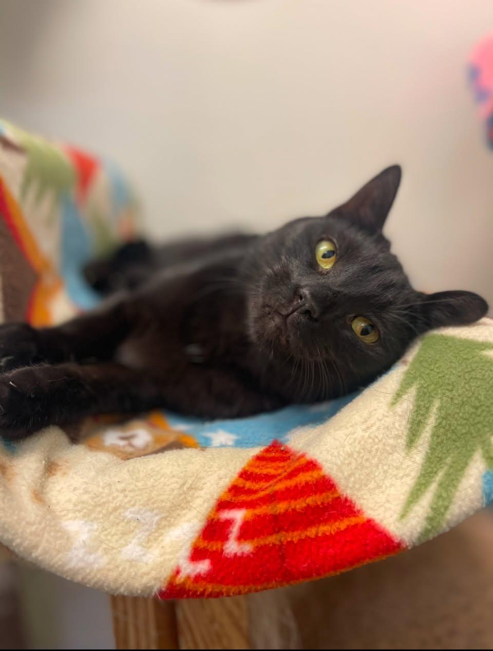 Mogli, a Adoptable mixed breed in Indiana, PA image 2/2