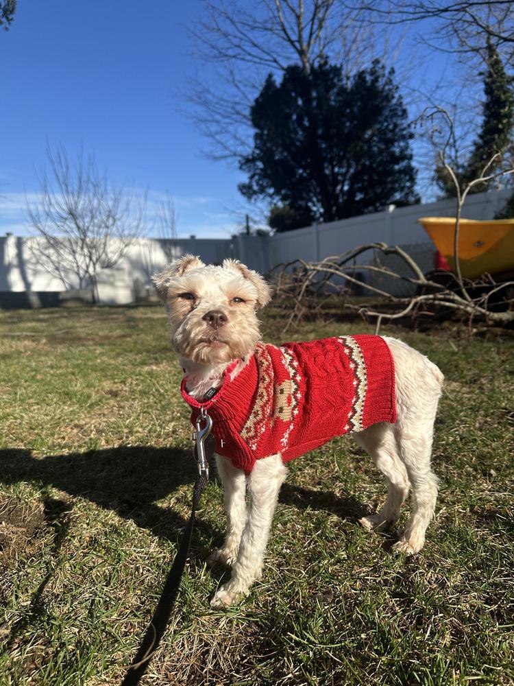 Loreen, Adoptable, Adult Female Schnauzer & Maltese.