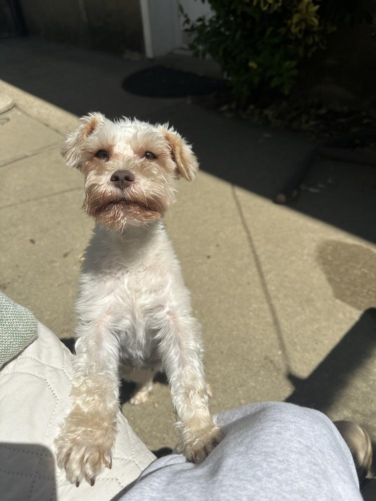 Loreen, a Adoptable mixed breed in Manhattan, NY image 2/4