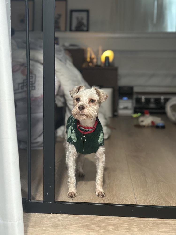 Loreen, a Adoptable mixed breed in Manhattan, NY image 3/4