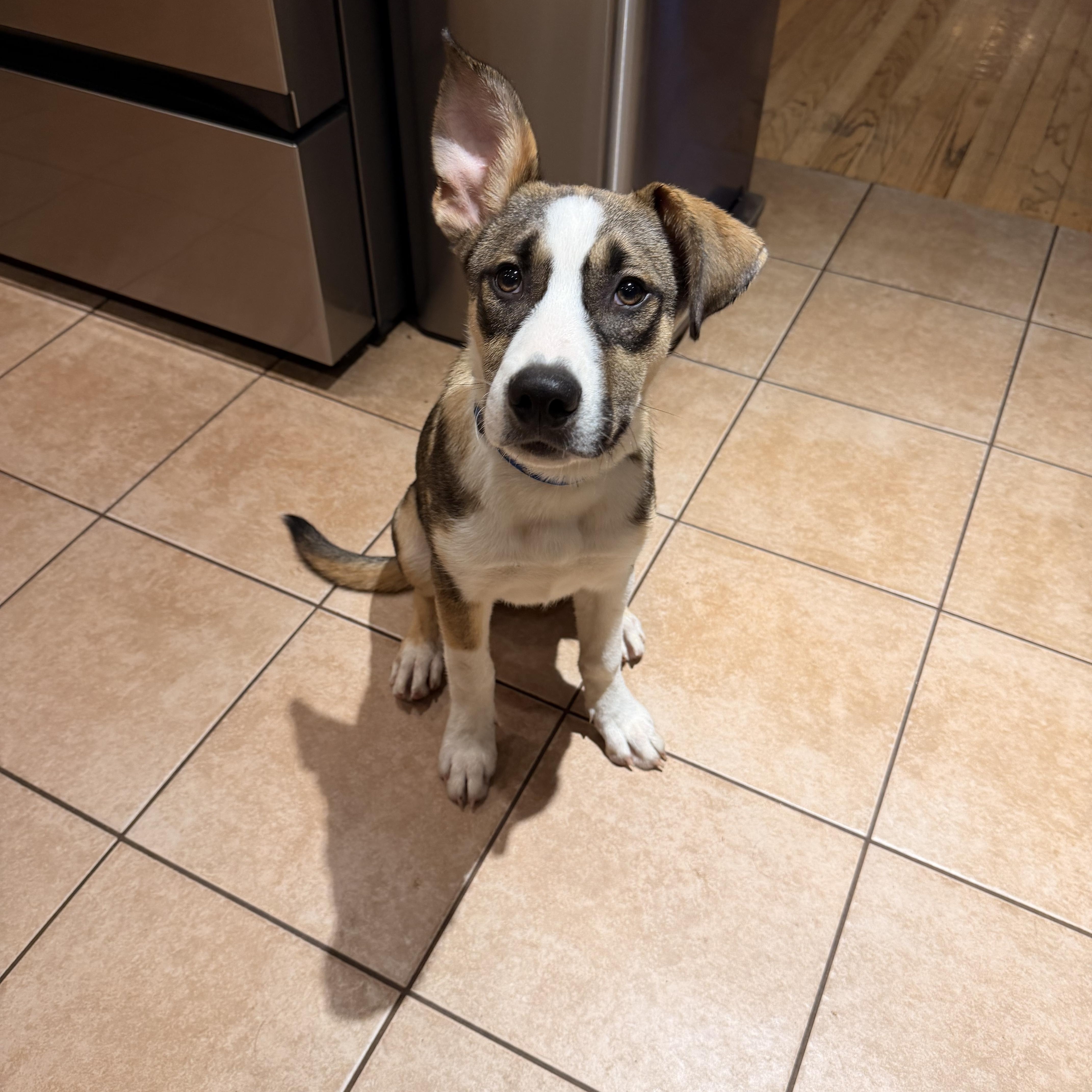 Enlarge Wyatt, a ADOPTABLE Mixed Breed in Monona, WI image 1/5