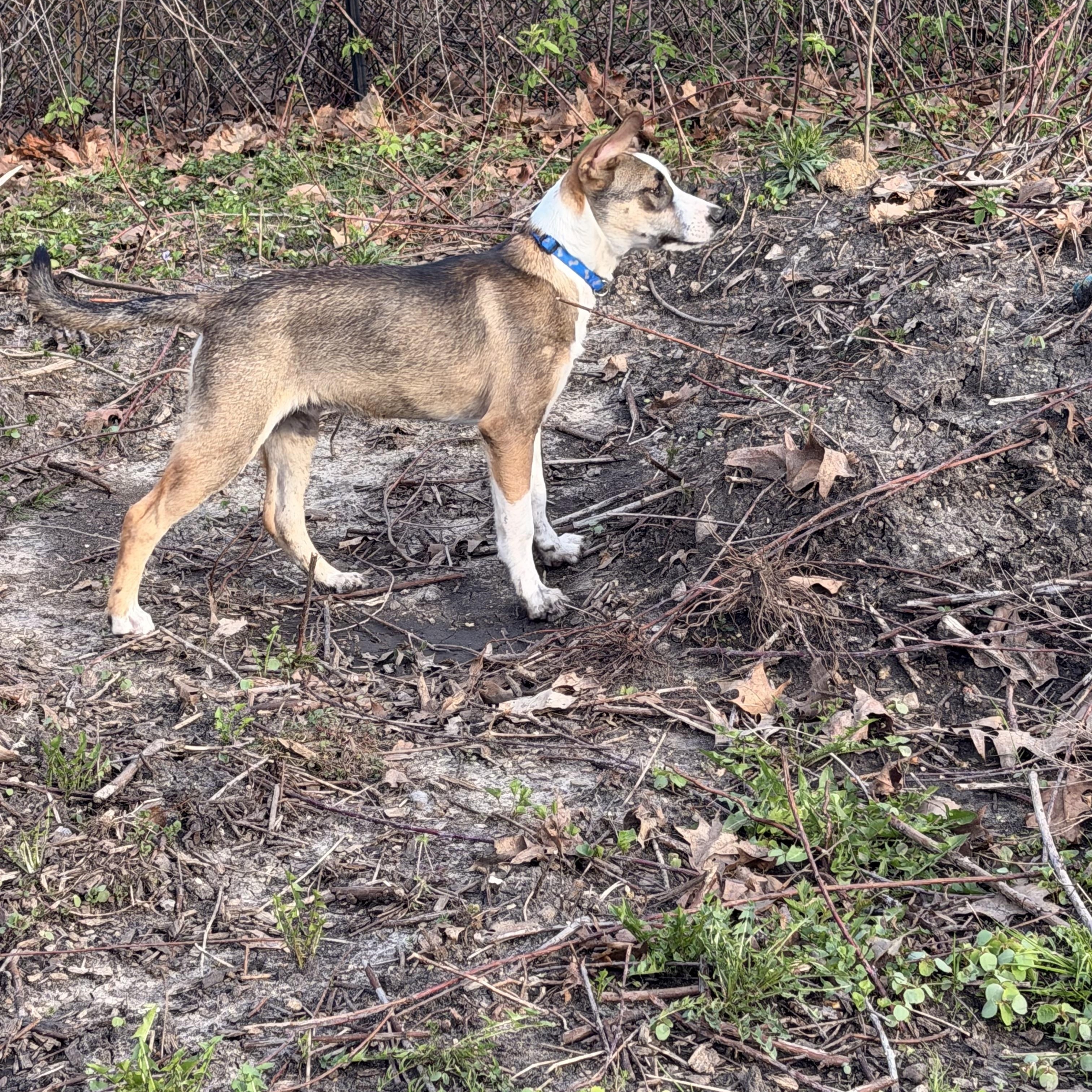 Enlarge Wyatt, a ADOPTABLE Mixed Breed in Monona, WI image 5/5