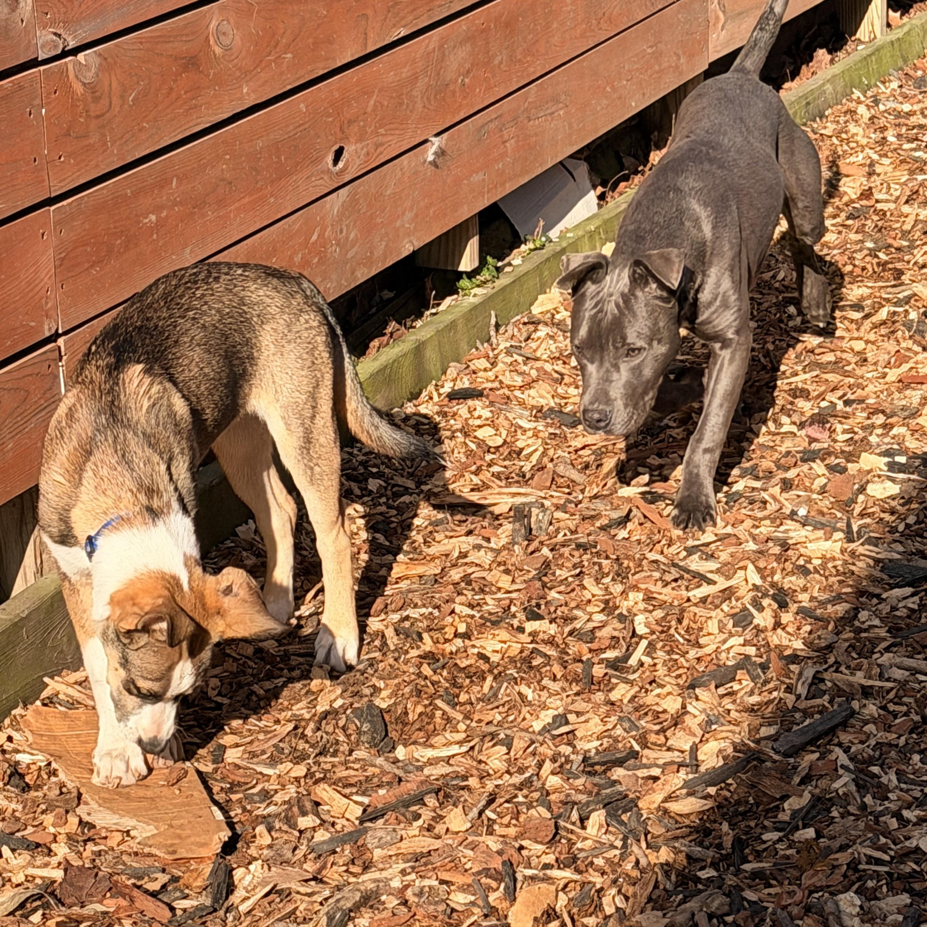 Enlarge Wyatt, a ADOPTABLE Mixed Breed in Monona, WI image 4/5