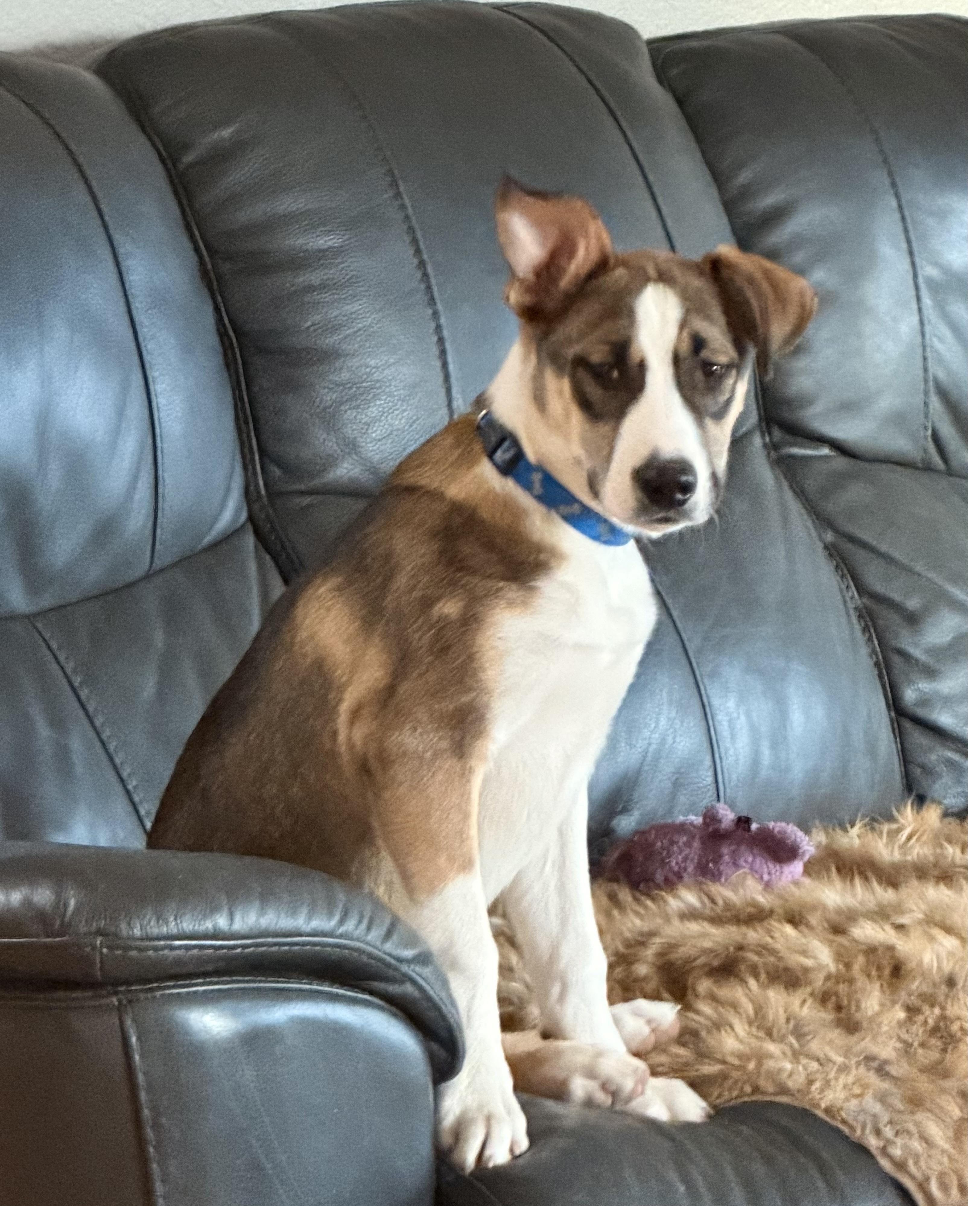 Enlarge Wyatt, a ADOPTABLE Mixed Breed in Monona, WI image 2/5