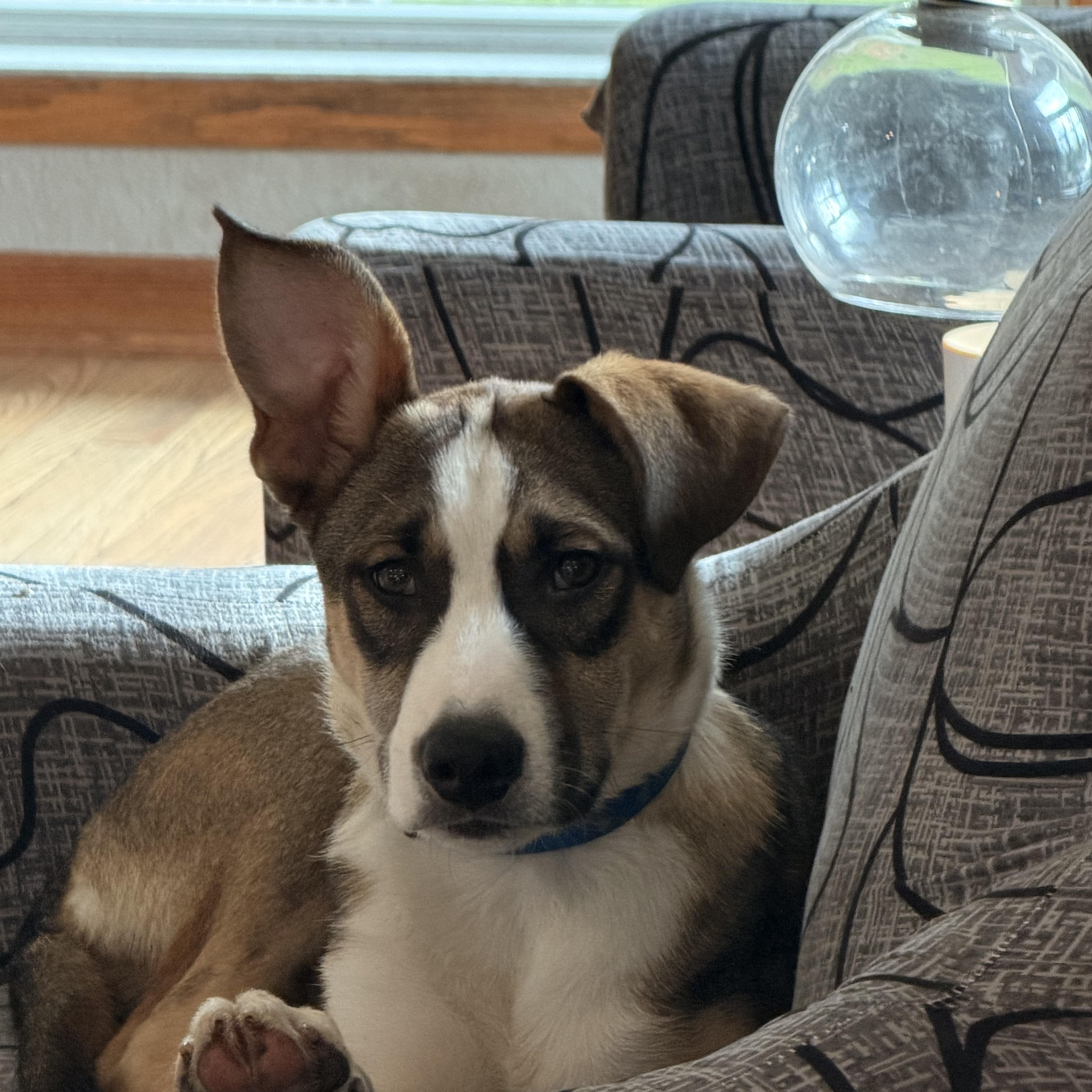 Enlarge Wyatt, a ADOPTABLE Mixed Breed in Monona, WI image 3/5