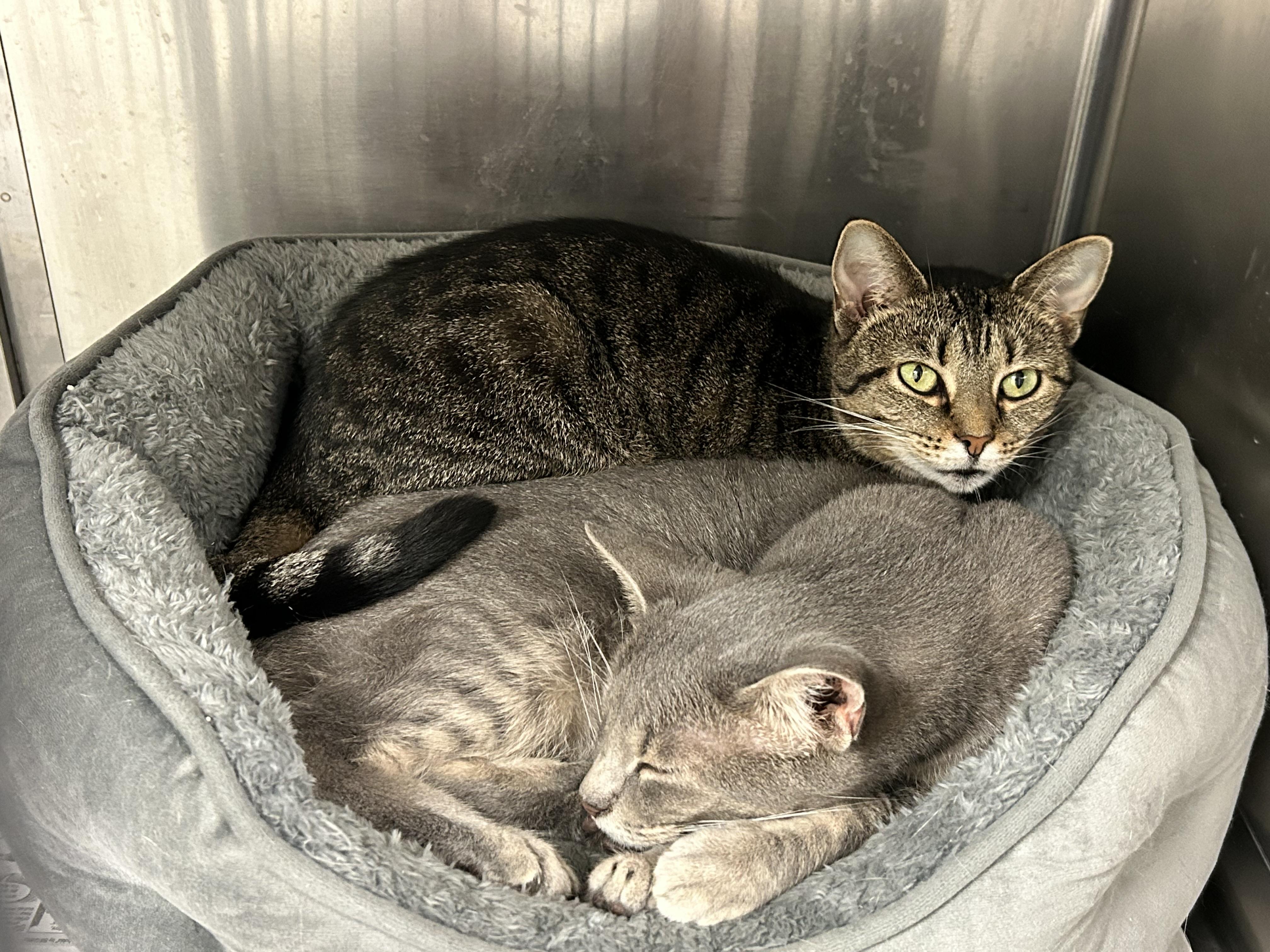 Emmy and Chocolate, adopted, Adult Female Domestic Short Hair.
