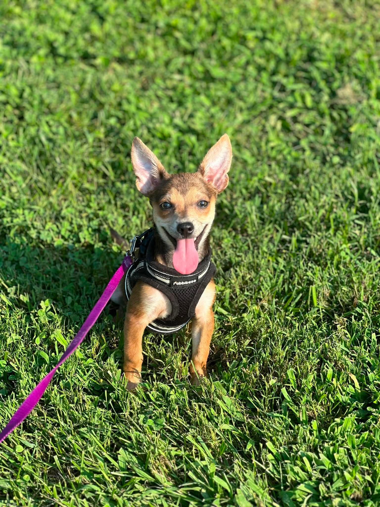 Lucky Charm, Adopted, Puppy Male Chihuahua.