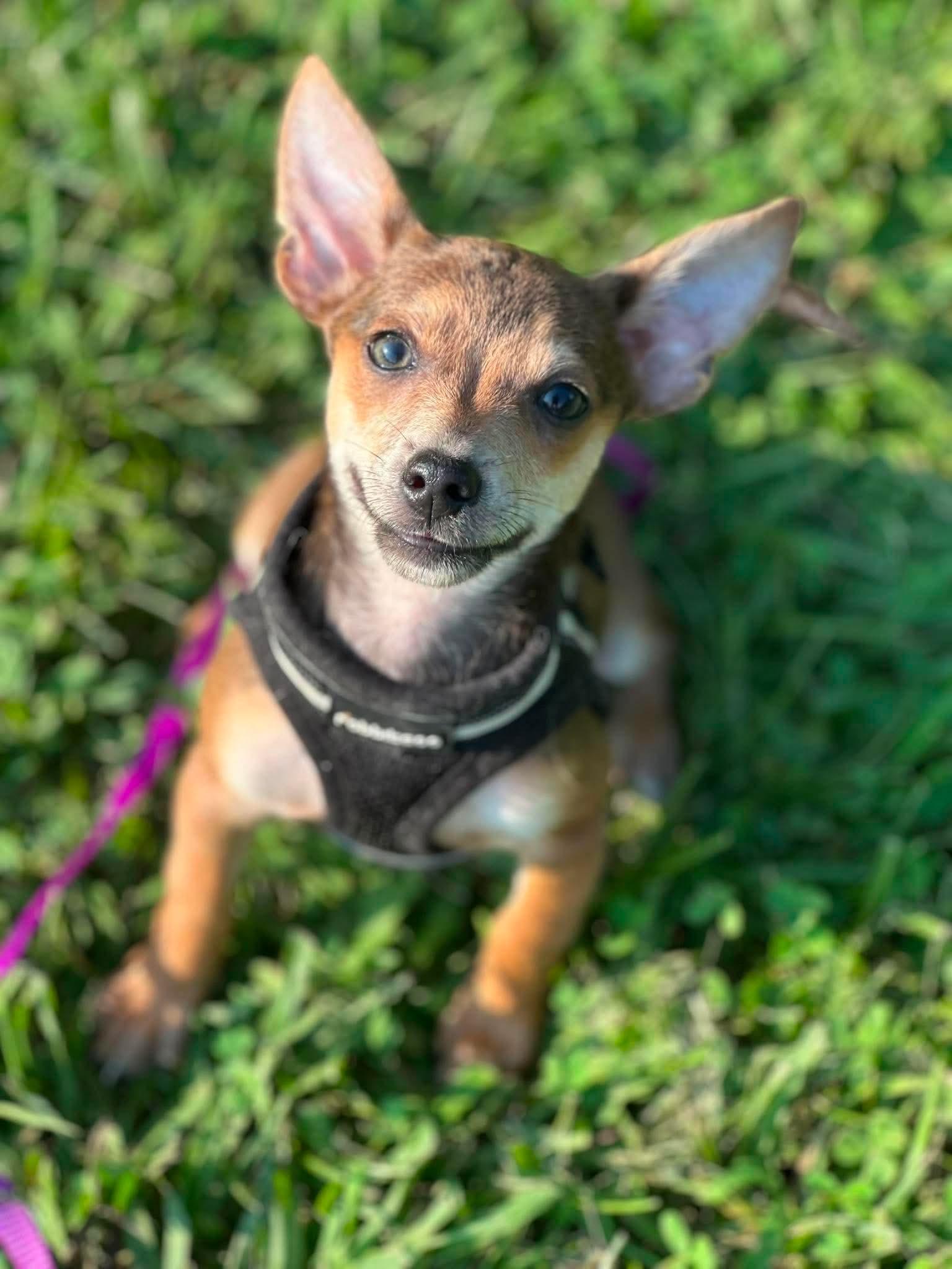 Lucky Charm, a Adopted Chihuahua in Richmond, KY image 2/4