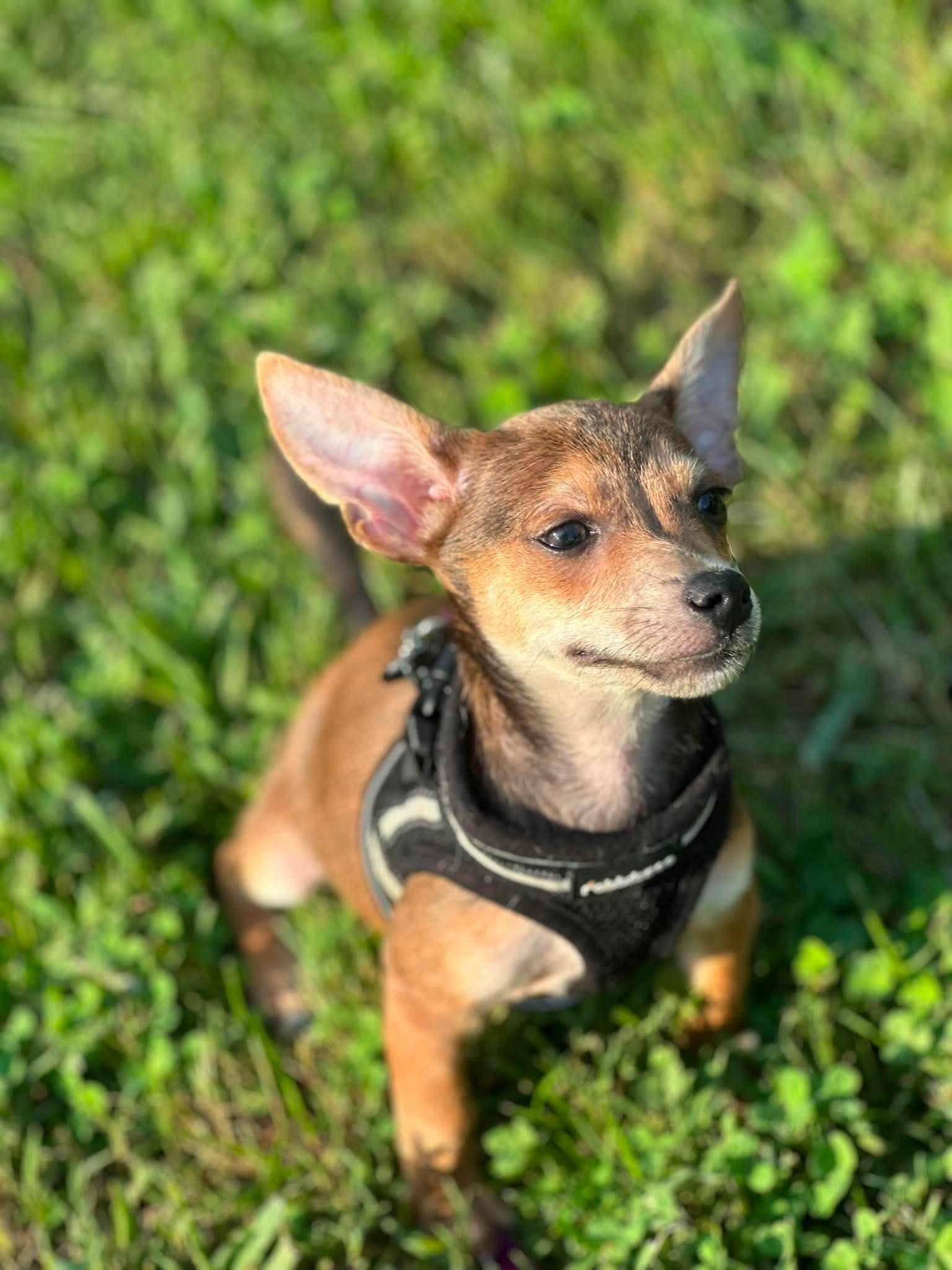 Lucky Charm, a Adopted Chihuahua in Richmond, KY image 3/4