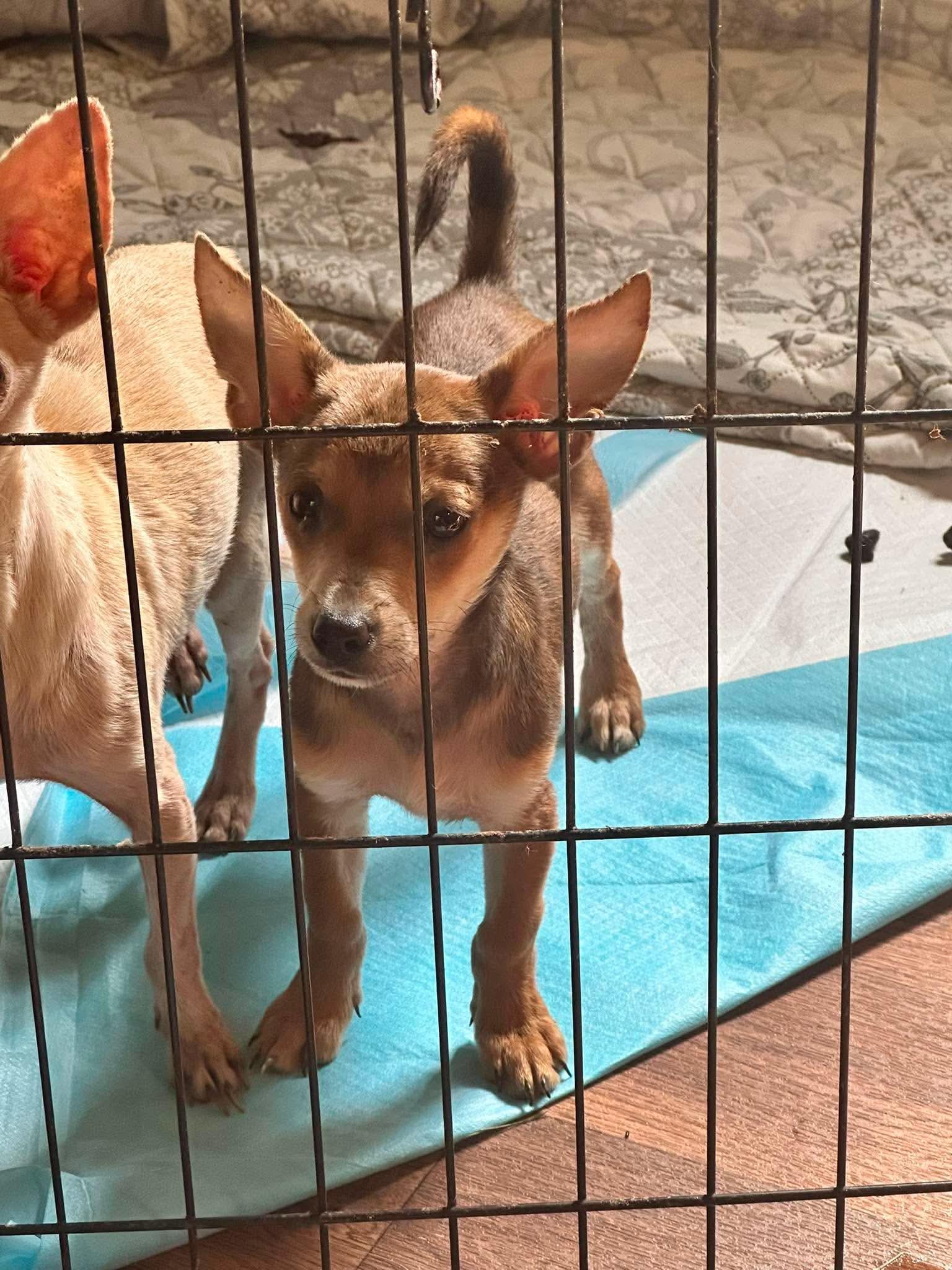 Lucky Charm, a Adopted Chihuahua in Richmond, KY image 4/4
