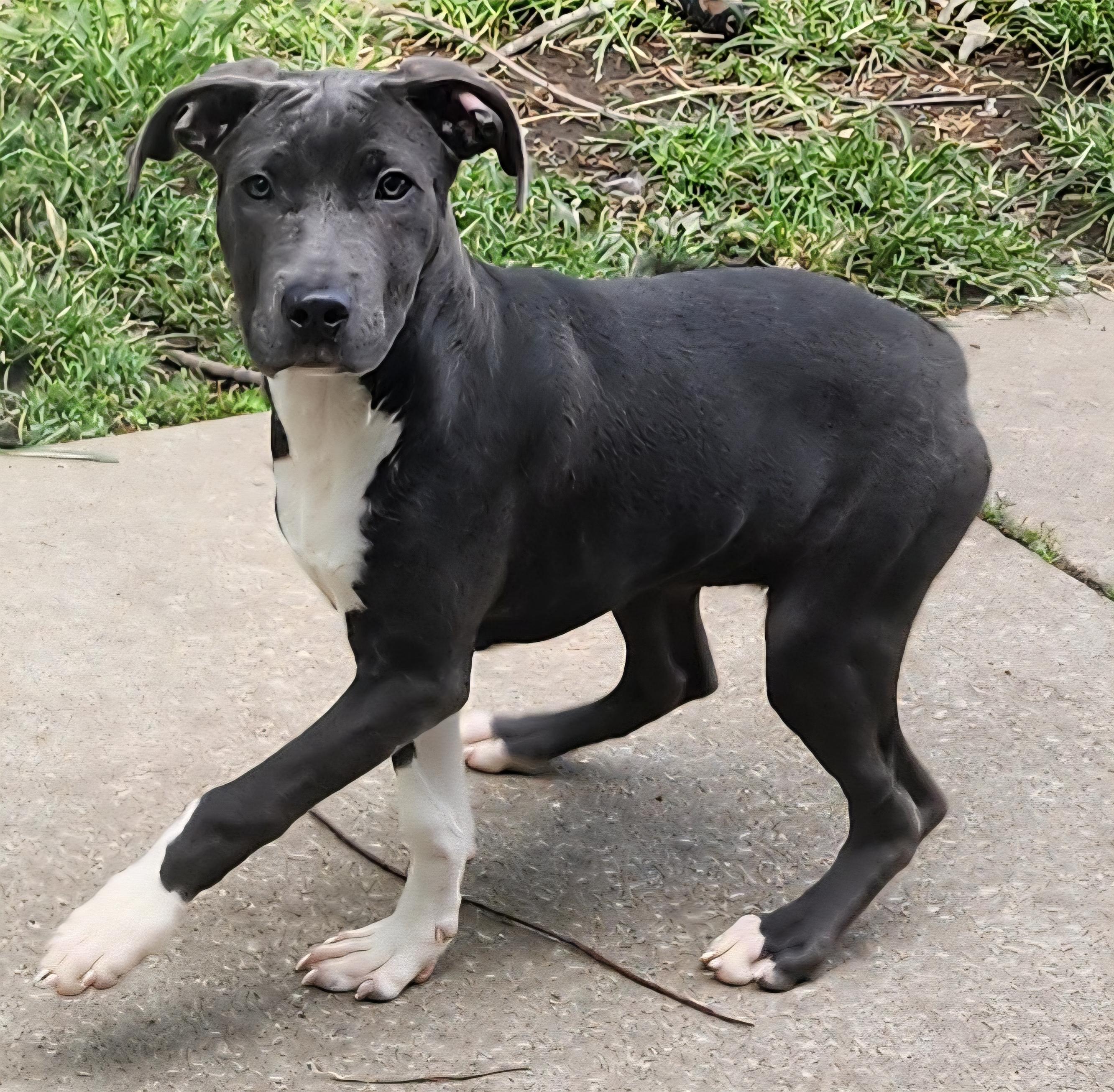 White Sox, Adoptable, Puppy Female Mixed Breed.