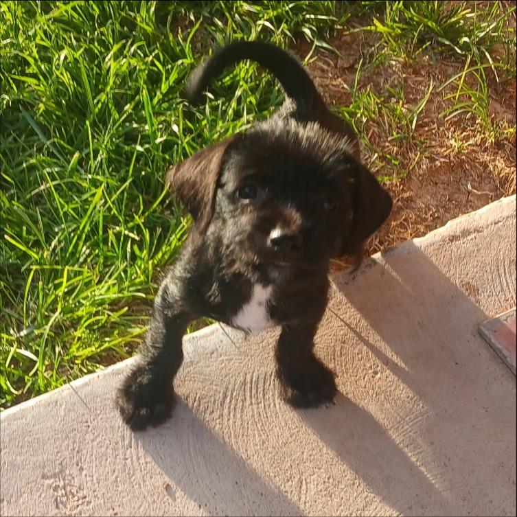 Ace, Adoptable, Puppy Male Border Terrier & Border Collie.