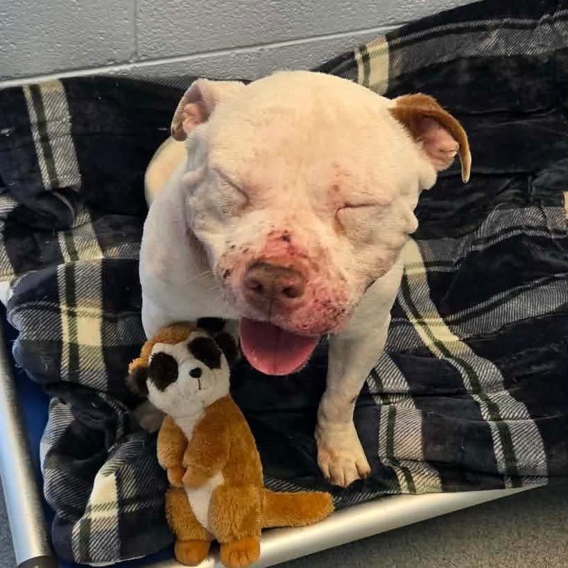 Enlarge Ham Biscuit, a Adoptable Pit Bull Terrier in Martinsville, VA image 1/2