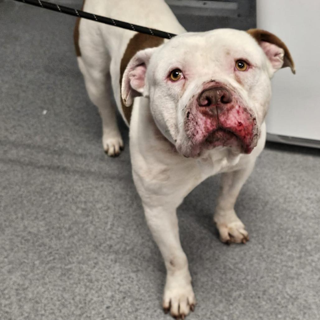 Enlarge Ham Biscuit, a Adoptable Pit Bull Terrier in Martinsville, VA image 2/2