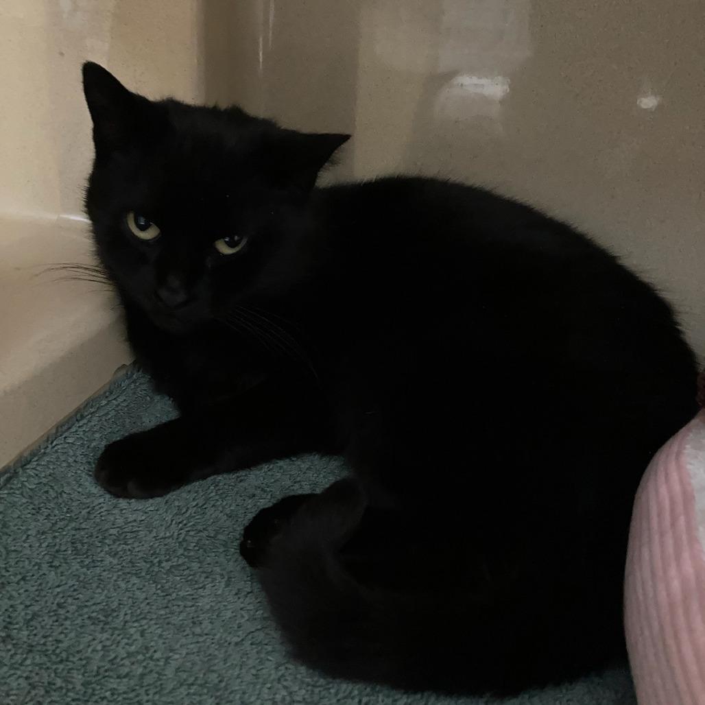 Lainey, Adoptable, Adult Female Domestic Short Hair.