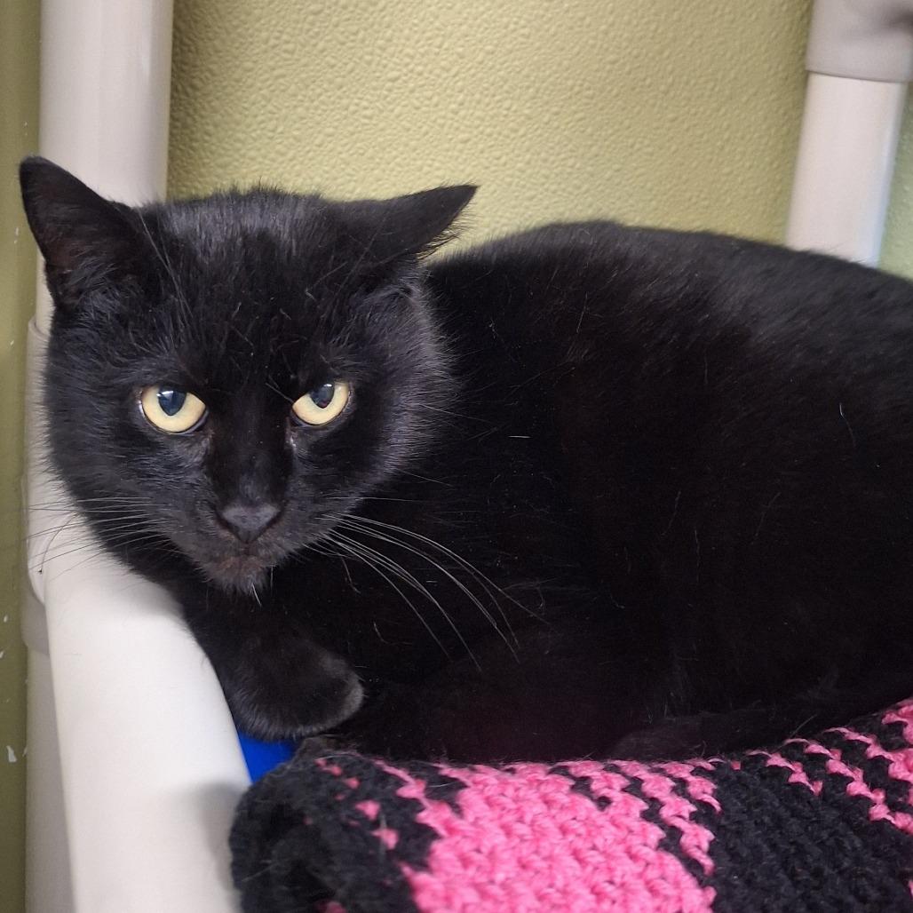 Lainey, Adoptable, Adult Female Domestic Short Hair.