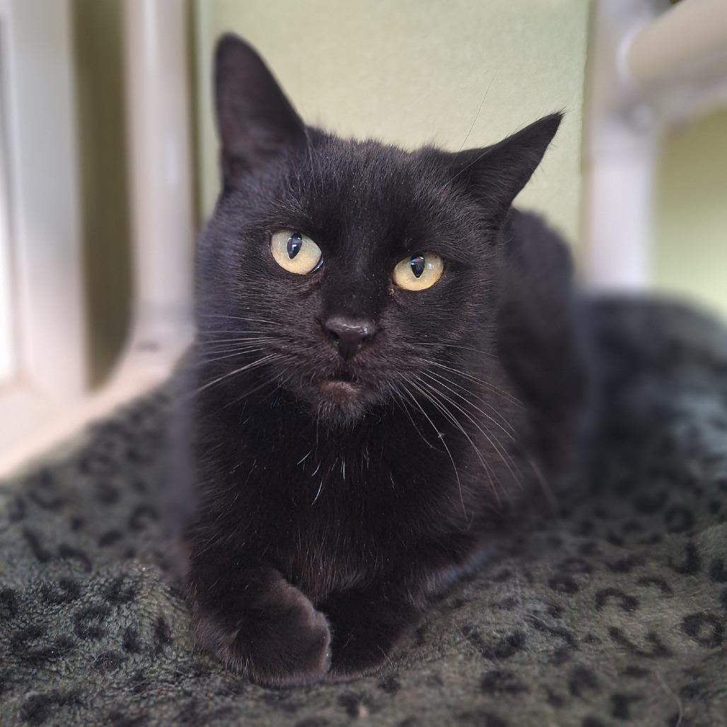 Lainey, a Adoptable Domestic Short Hair in Attica, NY image 2/2