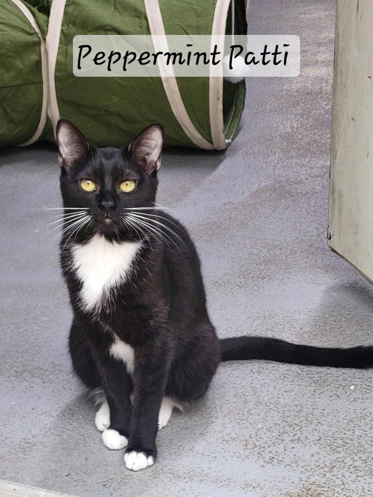 Peppermint Patti, Adoptable, Young Female Domestic Short Hair.