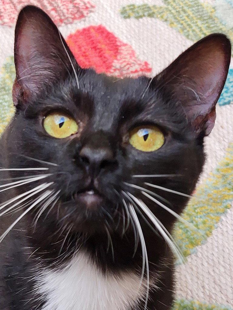 Peppermint Patti, a Adoptable Domestic Short Hair in Ellijay, GA image 2/3