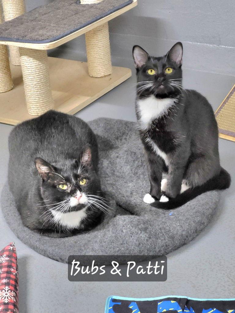 Enlarge Peppermint Patti, a Adoptable Domestic Short Hair in Ellijay, GA image 2/3