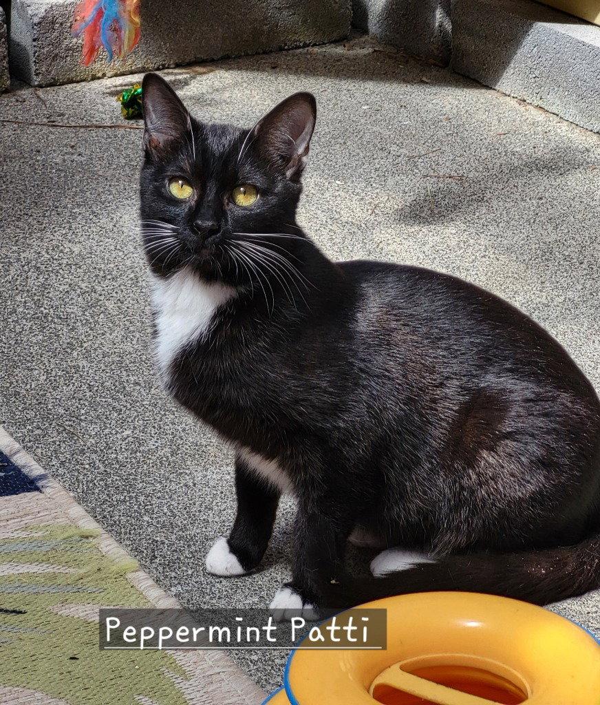 Peppermint Patti, Adoptable, Young Female Domestic Short Hair.