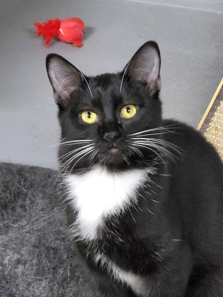 Enlarge Peppermint Patti, a Adoptable Domestic Short Hair in Ellijay, GA image 3/3