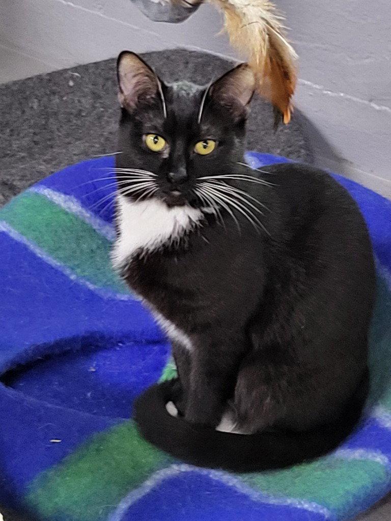 Enlarge Peppermint Patti, a Adoptable Domestic Short Hair in Ellijay, GA image 2/3