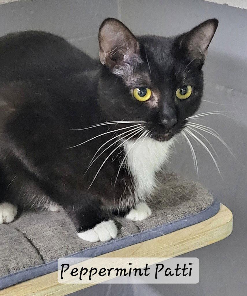 Enlarge Peppermint Patti, a Adoptable Domestic Short Hair in Ellijay, GA image 3/3