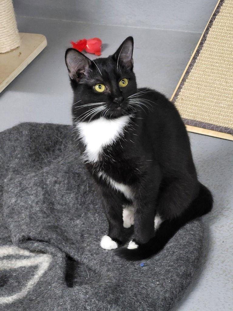 Enlarge Peppermint Patti, a Adoptable Domestic Short Hair in Ellijay, GA image 3/3